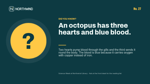 Did you know? template preview